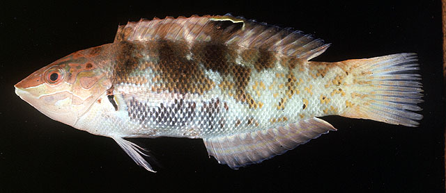 Coris batuensis (Bleeker, 185657)